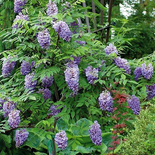 Glycine d'Amérique – Wisteria frutescens