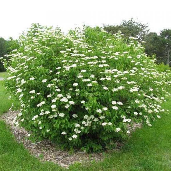 Arrowwood Viburnum image