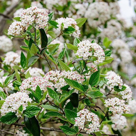 Arrowwood Viburnum image