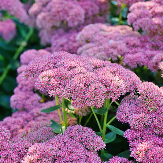 Autumn Joy Sedum image