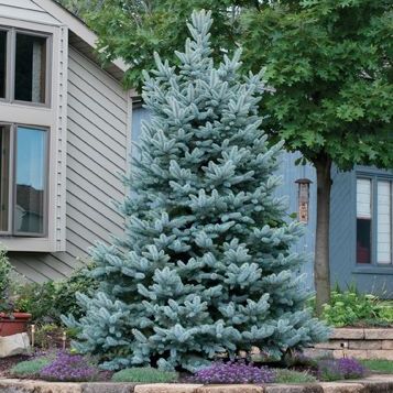 Baker's Colorado Blue Spruce