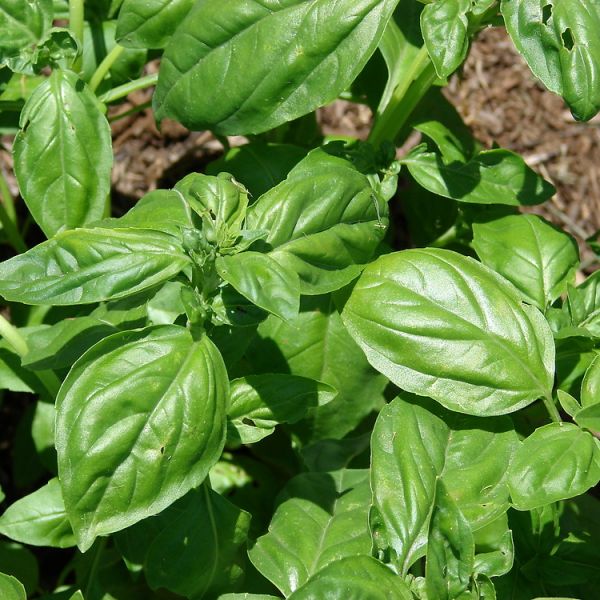 Basil image