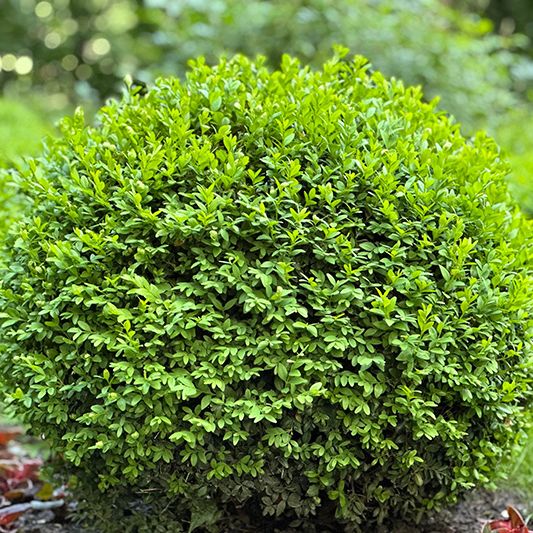 Baby Gem Boxwood image
