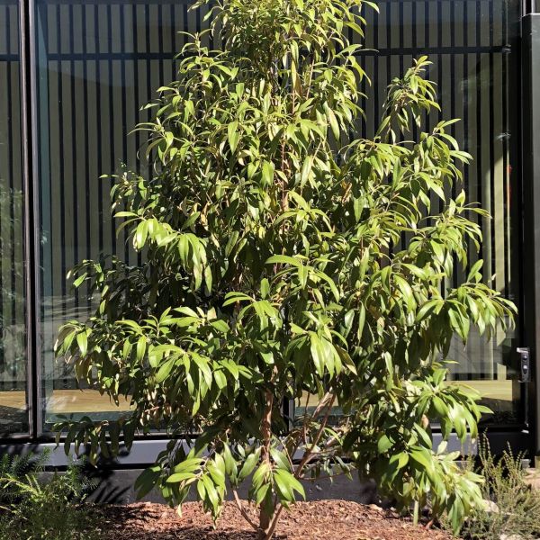 Lemon Myrtle image
