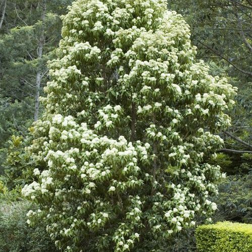 Grey Myrtle image