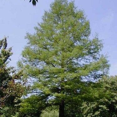 Bald Cypress Tree image