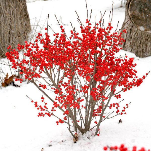 Berry Poppins Winterberry image