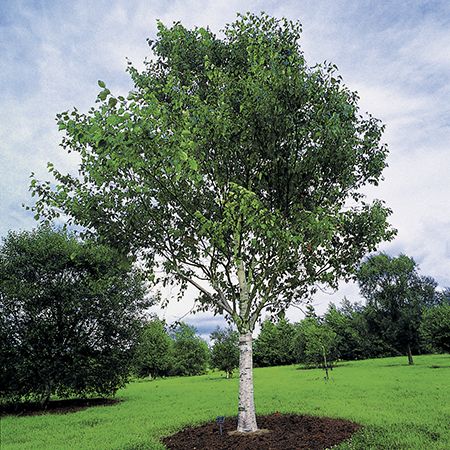 Shop the Himalayan Birch | ShrubHub Nursery