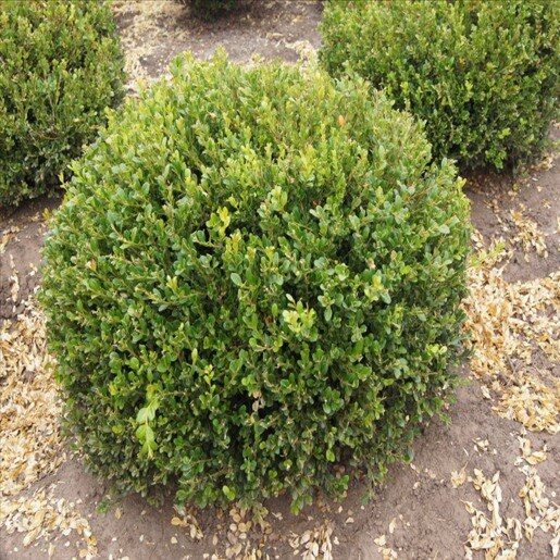 Boxwood Winter Beauty image