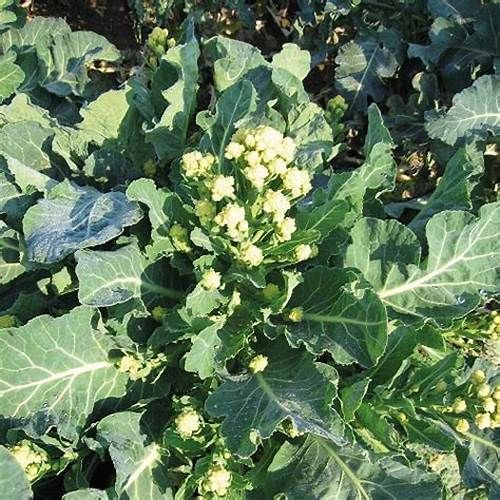 Broccoli image