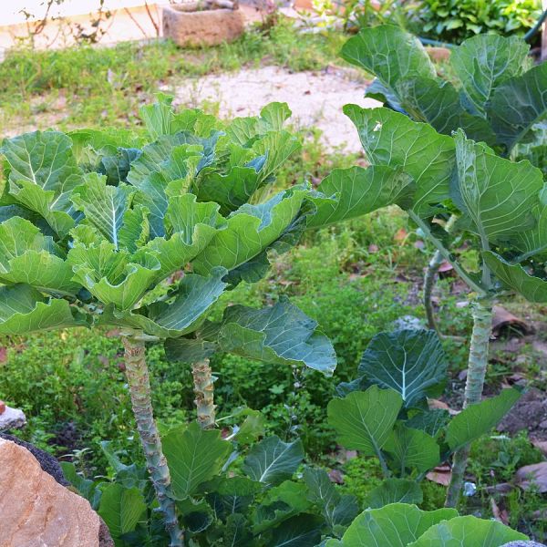 Brussels Sprouts image