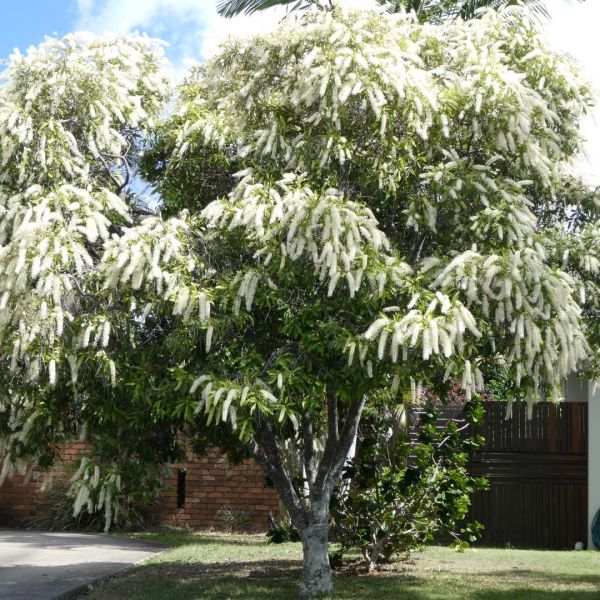 Buckinghamia Celsissima (Ivory Curl Tree) Exquisite Australian Native