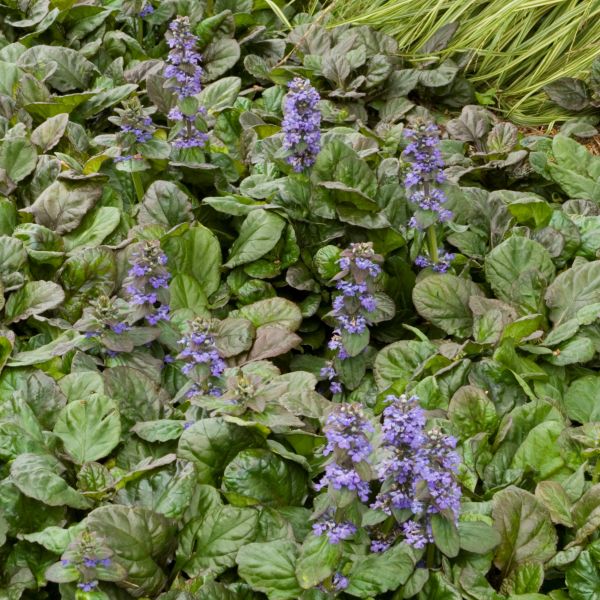 Bronze Beauty (Ajuga Beauty') | Perennial Ground Cover | Buy Online at [Your Website]