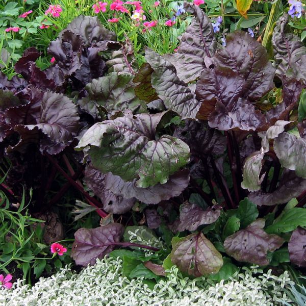 ‘Bull’s Blood’ beet image