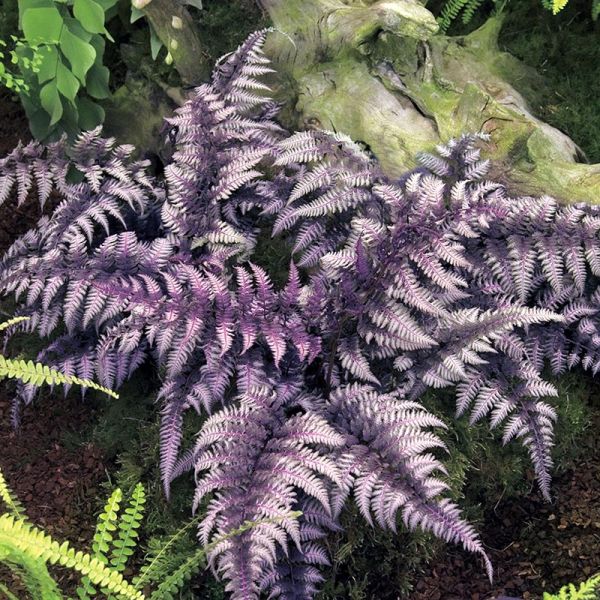 Burgundy Lace Painted Fern image