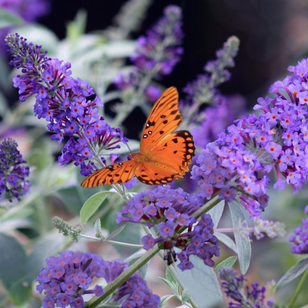 Buddleia Blue Heaven image