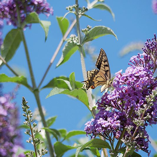 Psychedelic Sky Butterfly Bush image