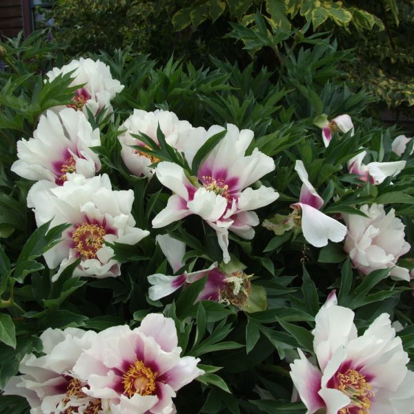 Shop the Cora Louise Itoh Peony | ShrubHub Nursery