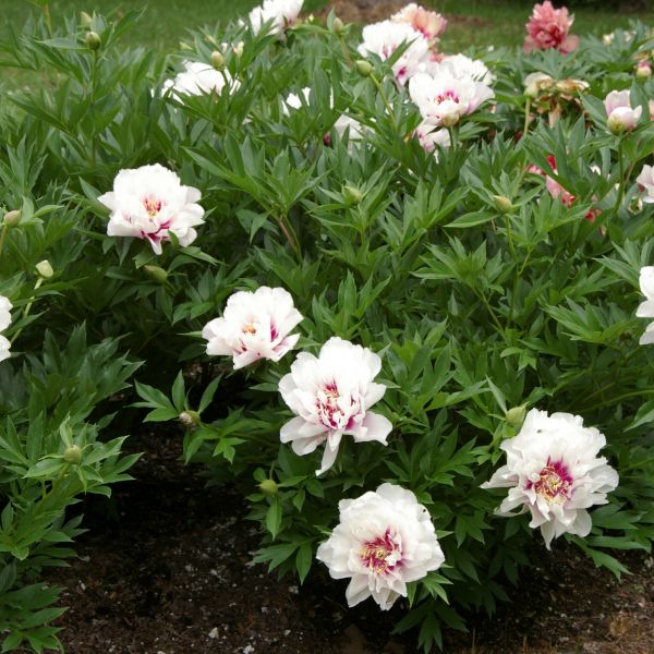 Shop the Cora Louise Itoh Peony | ShrubHub Nursery