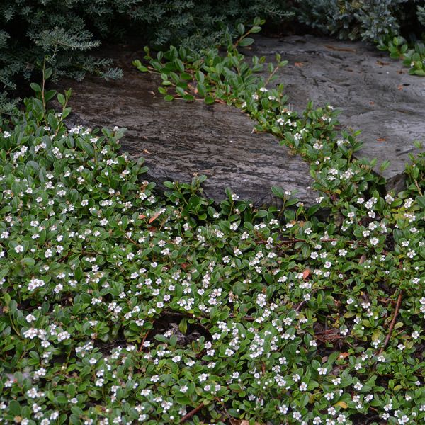 Lowfast Bearberry Cotoneaster image