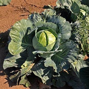 Cabbage image