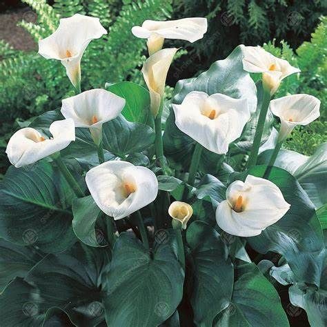 Calla Lily image
