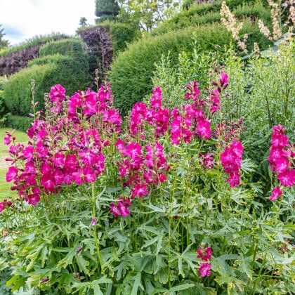 Candy Girl Prairie Mallow image