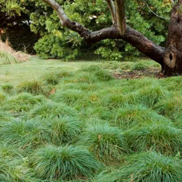 California Meadow Sedge image