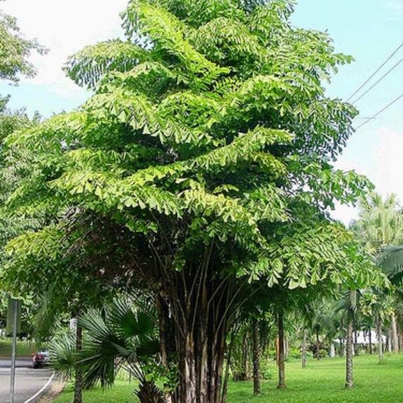 Shop the Fishtail Palm ShrubHub Nursery