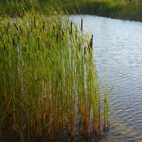 Narrowleaf Cattail image