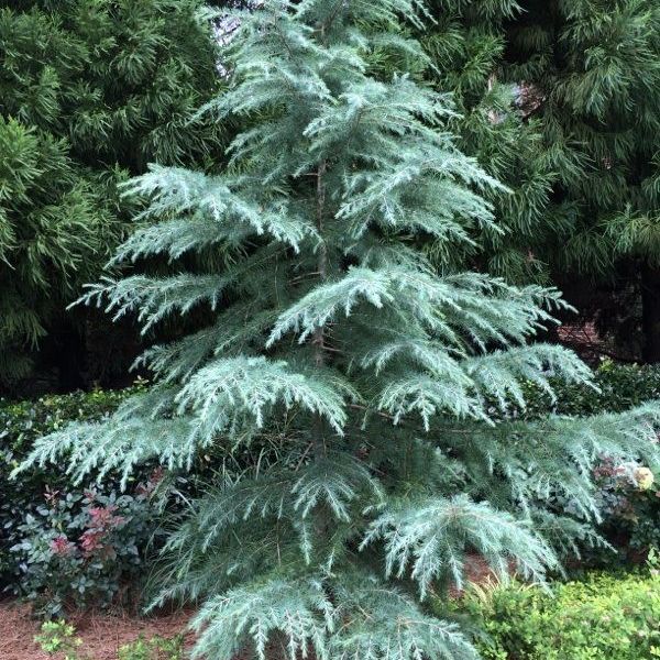 Shop the Deodar Cedar ShrubHub Nursery