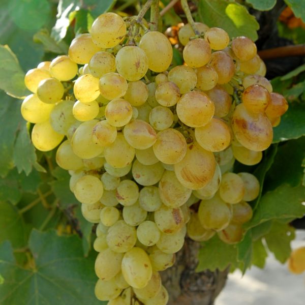Shop the Finest Centennial Seedless Grape Varieties | Buy Centennial
