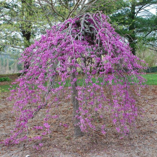 Shop the Ruby Falls Eastern Redbud ShrubHub Nursery