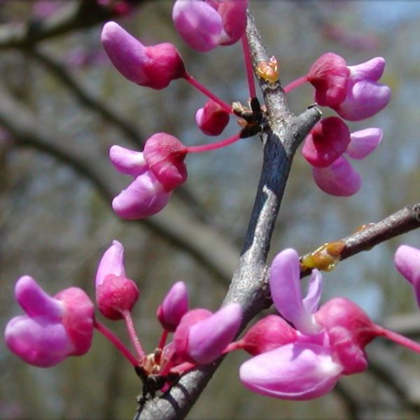 Shop the Ruby Falls Eastern Redbud ShrubHub Nursery