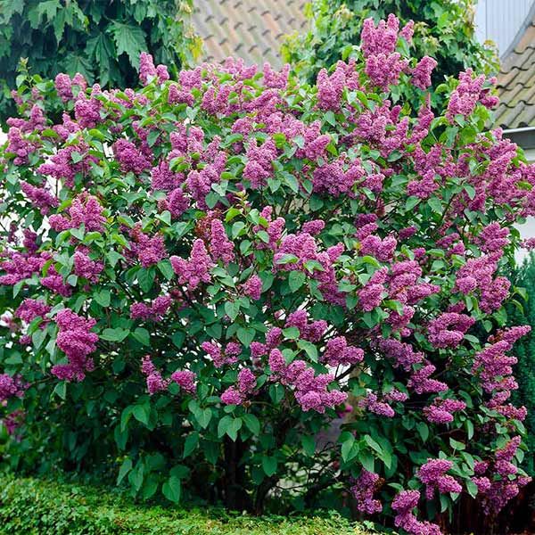 Common Purple Lilac image