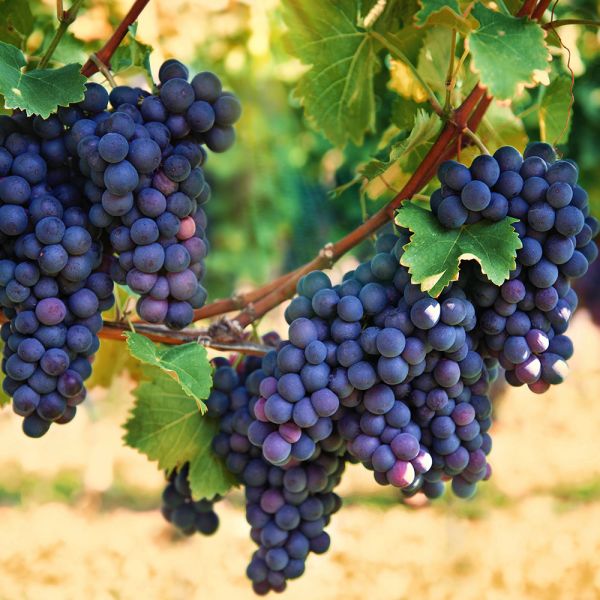 Concord Seedless Grape image