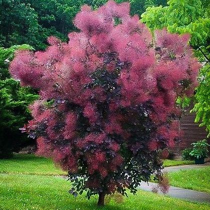 Buy Cooke's Purple Smoke Tree (Cotinus coggygria 'Cooke's Purple') Online