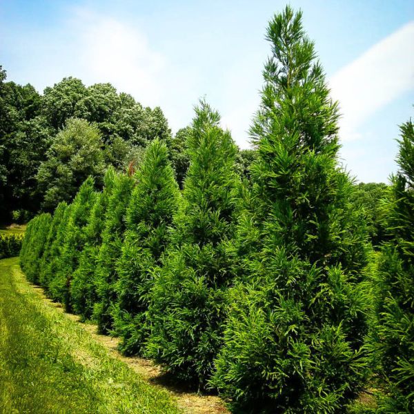 Yoshino Japanese Cedar Tree image