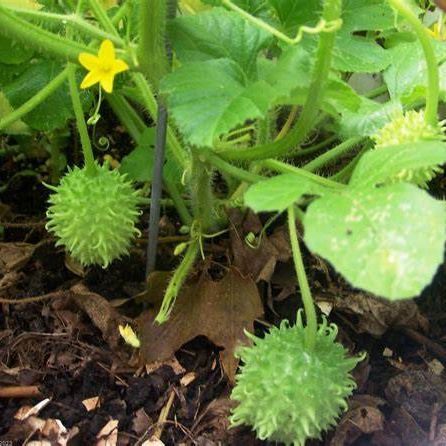 Cucumber image