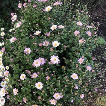 Hardy Garden Mum image