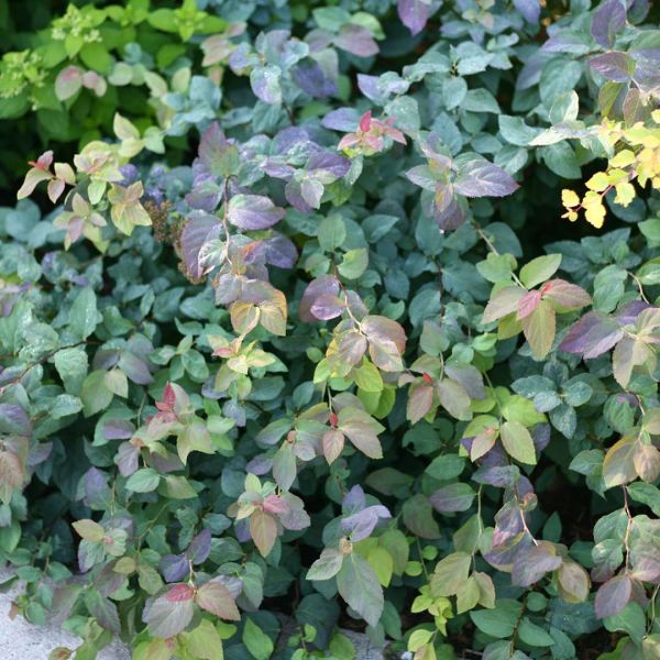 Double Play Blue Kazoo Spirea image