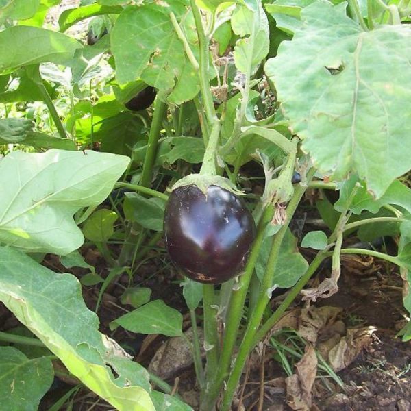 Eggplant image