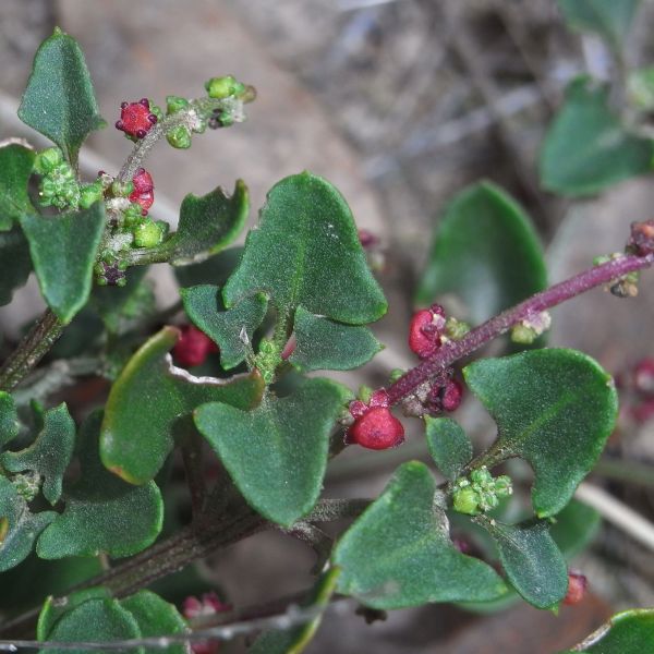 Berry Saltbush image