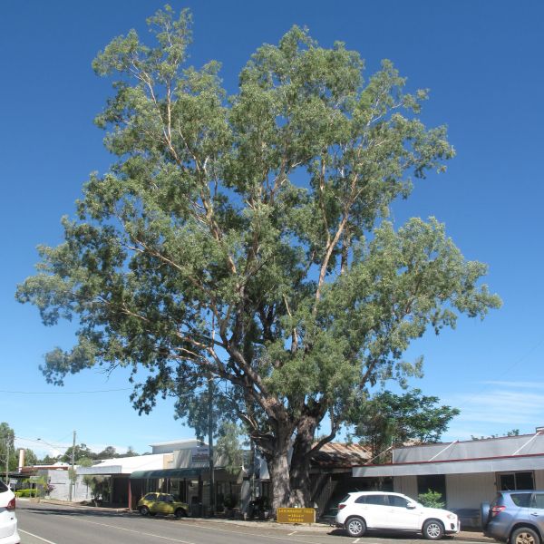 Eucalyptus image