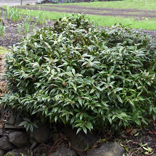 Fragrant Sweetbox (Sarcococca Welcome World of Sensory Delight