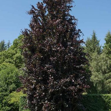 Dawyck Purple image