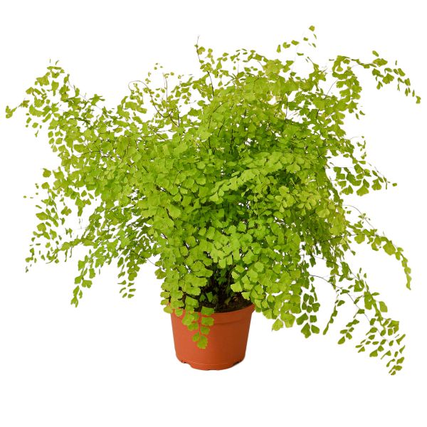 Polygon Fern image
