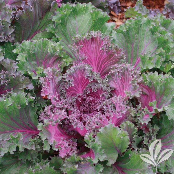 Flowering Kale image