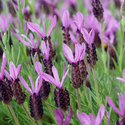Phenomenal French Lavender image