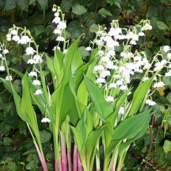 Giant Lily of the Valley (Convallaria majalis 'Bordeaux') - Exquisite ...